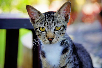 Close-up portrait of tabby cat
