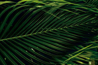 Close-up of palm tree