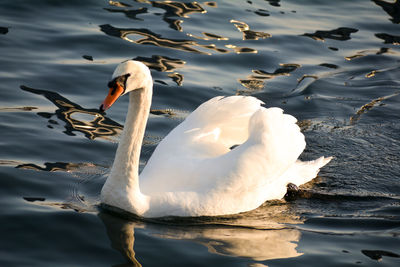 High angle view of swan floating on lake