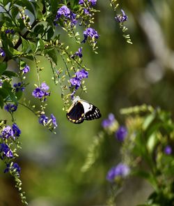 Close-up of bee pollinating on purple flower