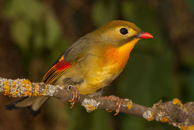 Close-up of bird perching on branch