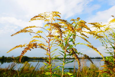 Close-up of plants growing on field against sky