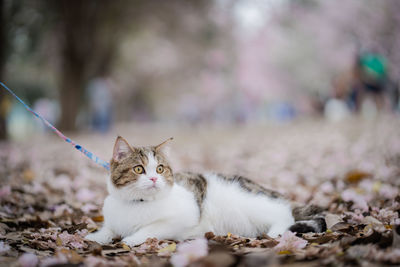 White brown scottish cat travel outdoor with pink flower in springtime season