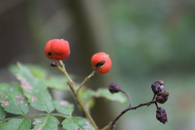 Close-up of berries growing on tree