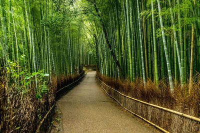 Narrow pathway along trees in forest