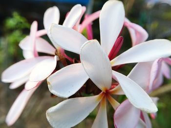 Close-up of white flowering plant