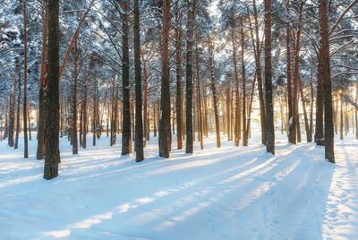 Trees in snow covered forest