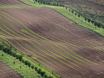 High angle view of vineyard