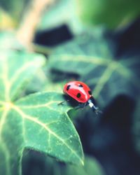 Close-up of ladybug on leaf