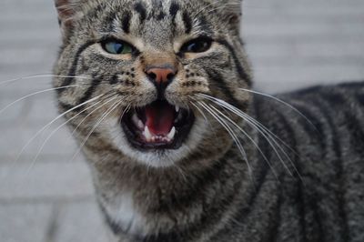 Close-up portrait of cat