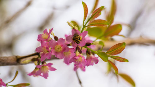 Close-up of honey bee pollinating flowers
