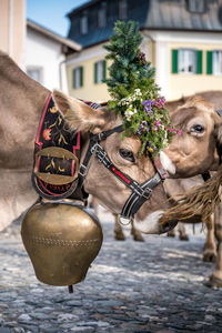 Close-up of a horse in a street