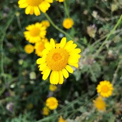 Close-up of yellow flowers blooming on field