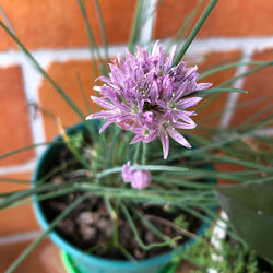 Close-up of purple flowering plant