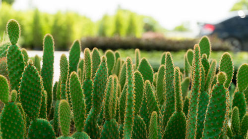 Close-up of succulent plants at park