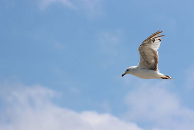 Low angle view of seagull flying