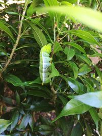 Close-up of insect on plant