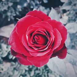 Close-up of red rose