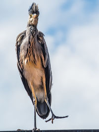 Low angle view of eagle perching