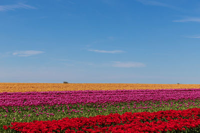 Scenic view of flowering plants on field against sky