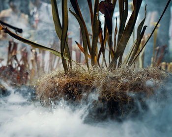 Close-up of frozen plant on field