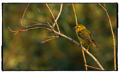 Close-up of bird perching on twig