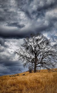 Bare tree on field against sky