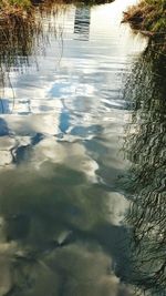 Reflection of trees in water