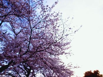 Low angle view of cherry blossoms against sky