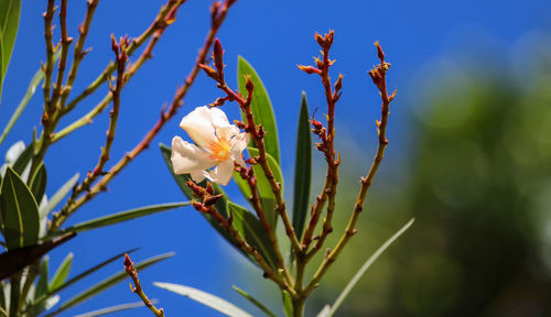 Close-up of fresh blue flowers blooming outdoors