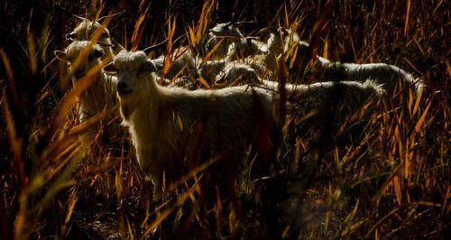 Side view of horse on field