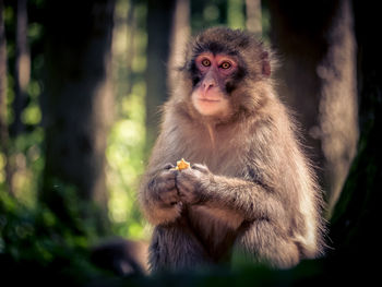 Monkey sitting on looking away