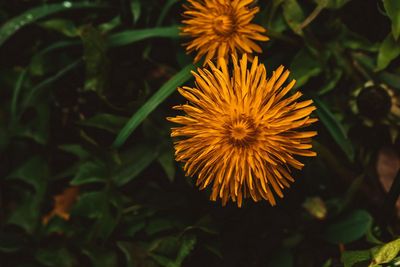 Close-up of orange flower