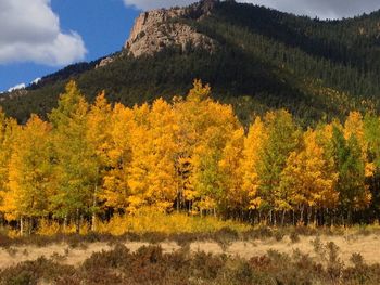 Scenic view of forest and mountains