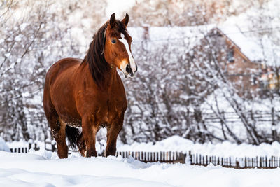 Horse on snow covered field