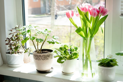 A bouquet of pink tulips in a transparent vase and indoor flowers in pots on the windowsill 