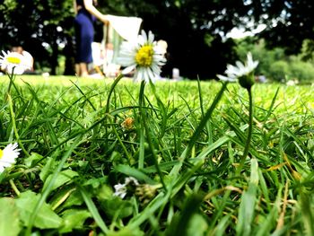 Close-up of insect on grass