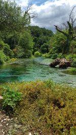 Scenic view of river in forest
