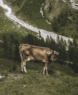 Cow standing on field