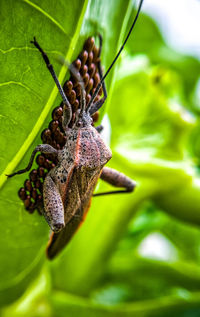 Close-up of insect on leaf