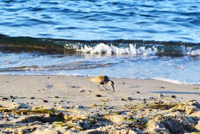 View of dog on beach