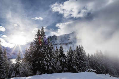 Trees on snow covered landscape against sky