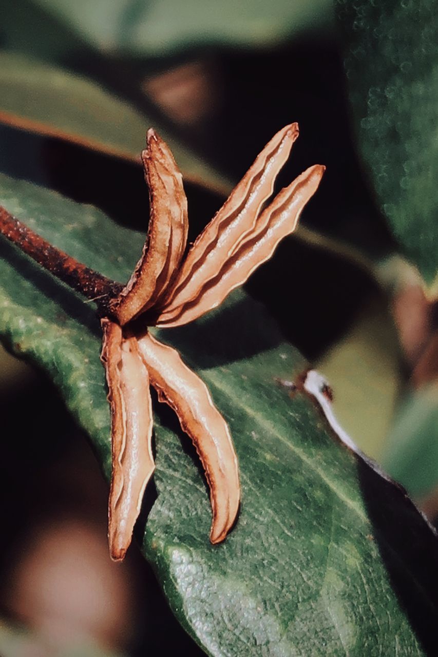 CLOSE-UP OF PLANT