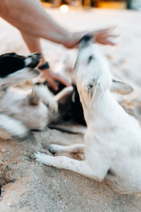 Close-up of dog standing on field