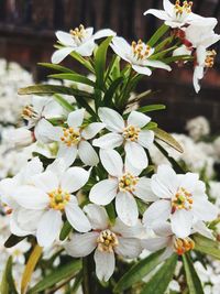 Close-up of white flowers