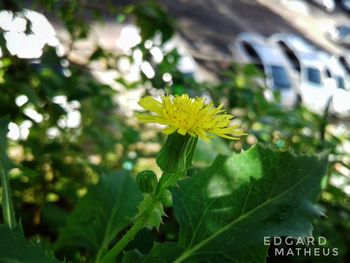 Close-up of yellow flower