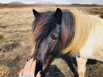 Cropped hand petting horse