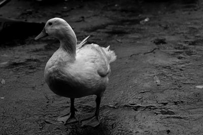 Close-up of duck on shore