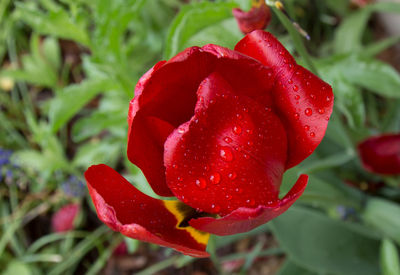 Close-up of red flower