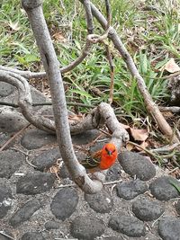 Bird perching on tree